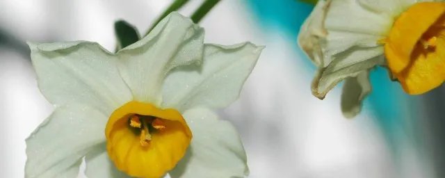 歇后语水仙不开花 关于花的歇后语集锦