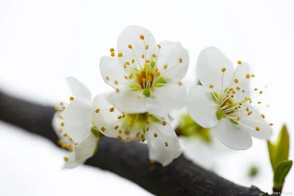 梨树出现二次开花现象是正常的吗?