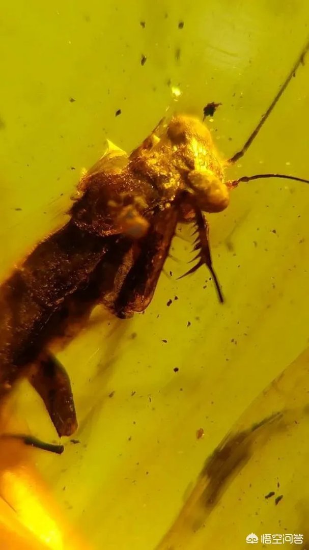 缅甸琥珀是最硬的琥珀吗?缅甸琥珀有什么特点?