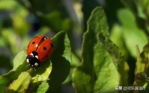 益鸟和益虫有哪些？