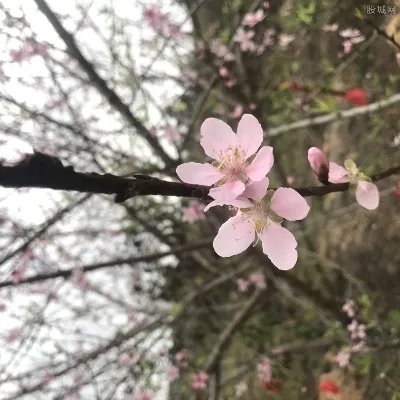 京城迎最佳赏花期 北京赏花胜地的完整名单