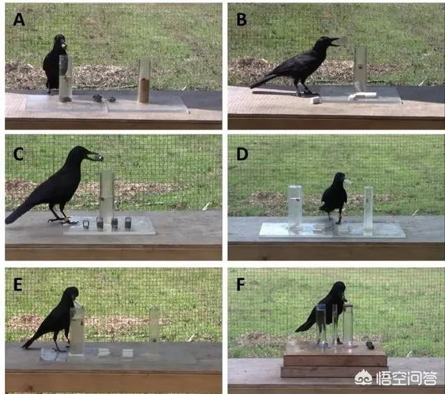 如何看待乌鸦拔熊猫毛搭窝？