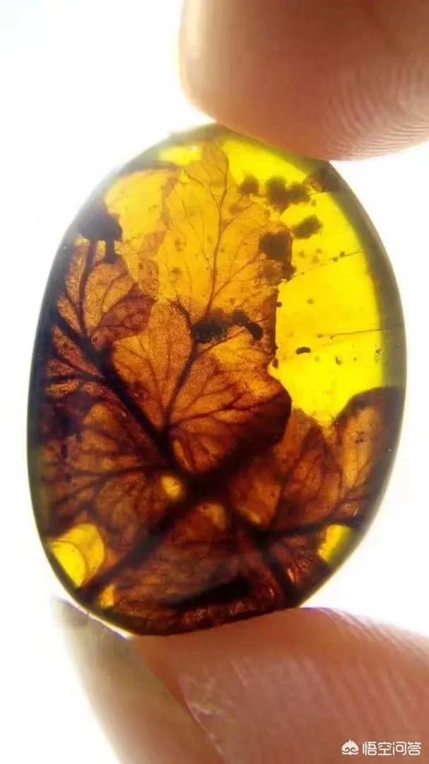 缅甸琥珀是最硬的琥珀吗?缅甸琥珀有什么特点?