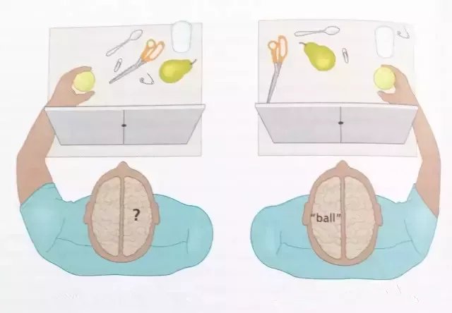 刷屏的“左右脑年龄测试”原来是骗人的！左右脑理论和你想的不一样