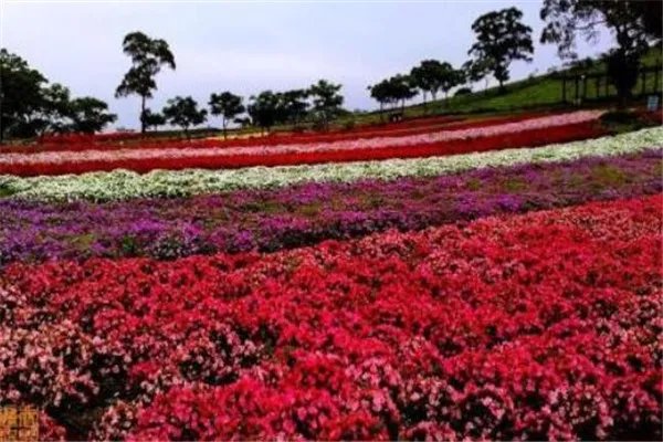 世界十大花海 最浪漫不过普罗旺斯薰衣草,一定要去