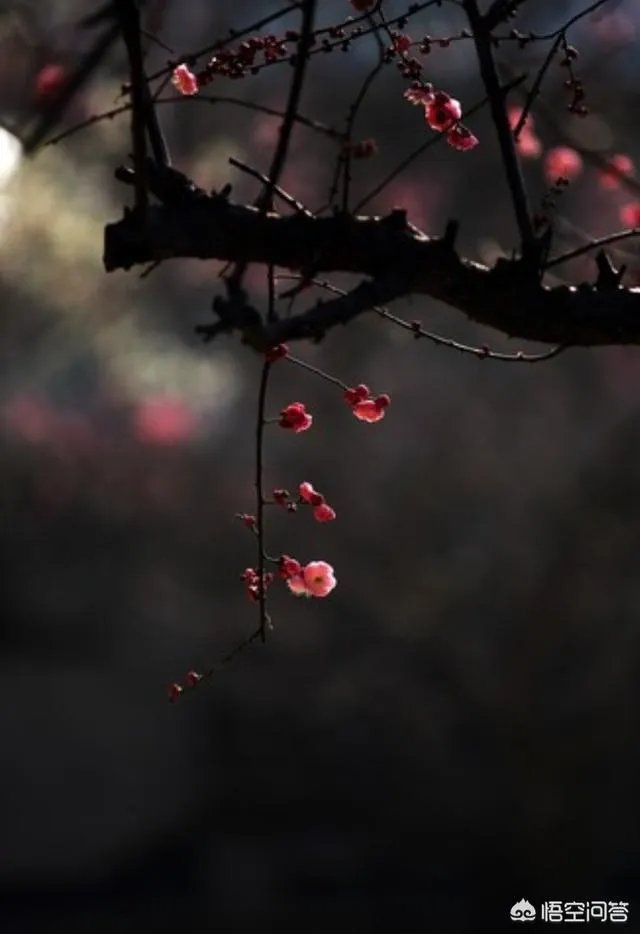 70-200镜头究竟是F2.8实用还是F4实用？