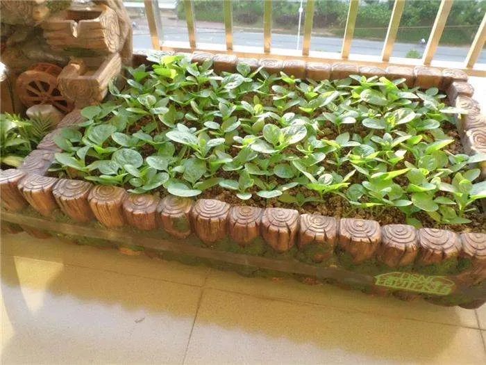 阳台种菜需要注意哪些 阳台种菜方法