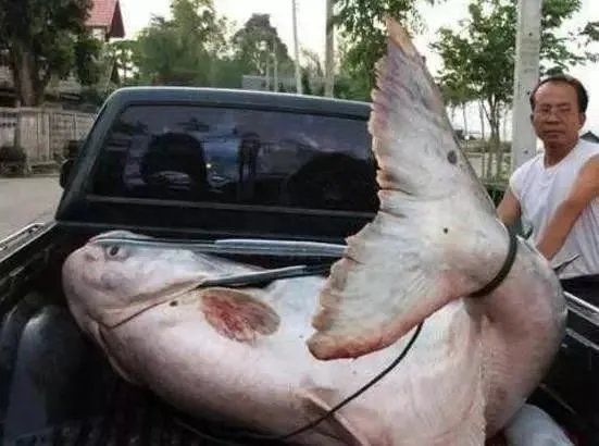 世界最大的鲶鱼都有哪些？