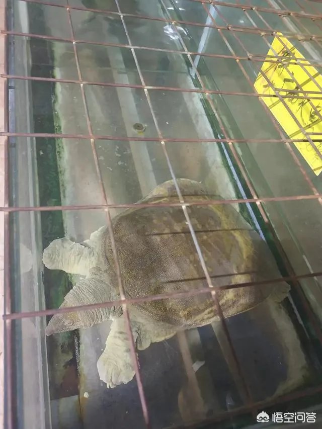 重庆轨道交通环线才通车就出现故障，什么叫人防门侵入限界？