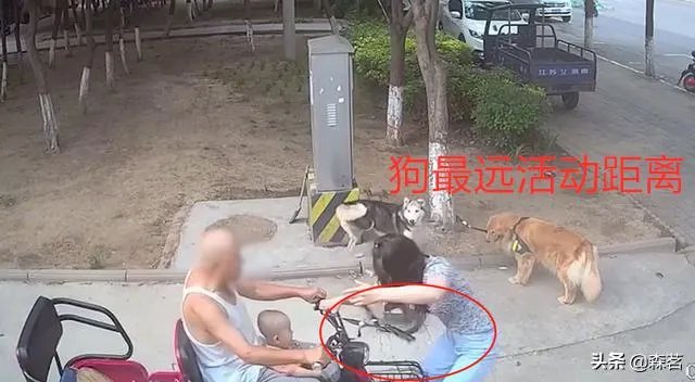 女子路边树上拴狗没让儿童靠近,老人骑车猛撞狗主人,你怎么看?