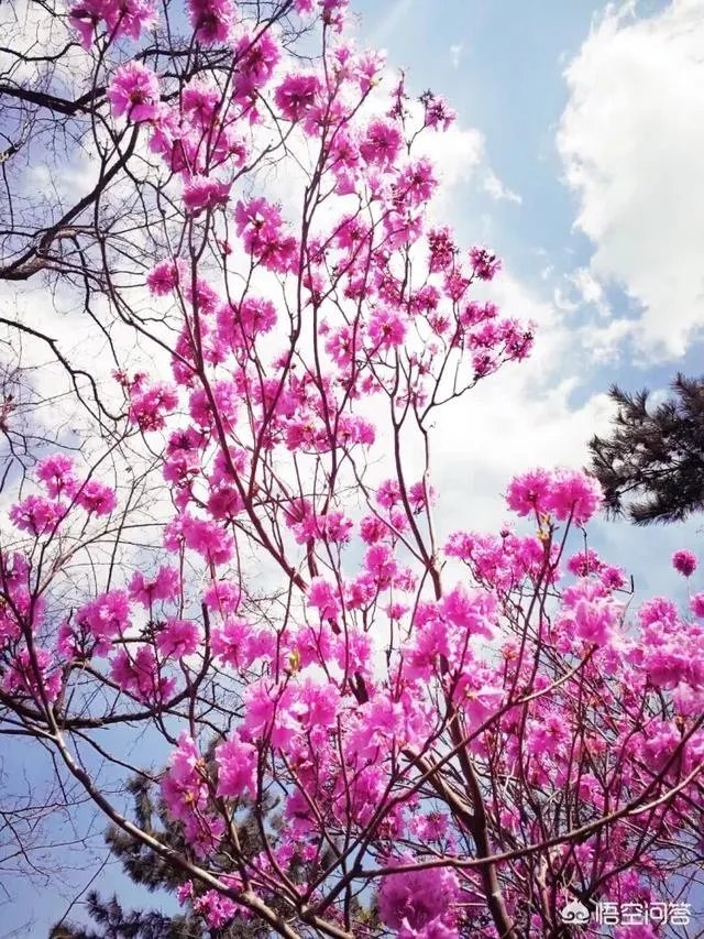 大家对京东新通路有何见解?