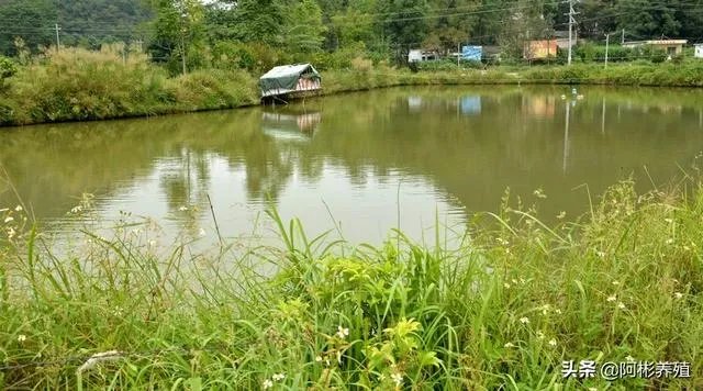 农村鱼塘增8亩，鱼塘用多大的增氧机比较好，该注意些什么？叶轮式增氧用多大的？