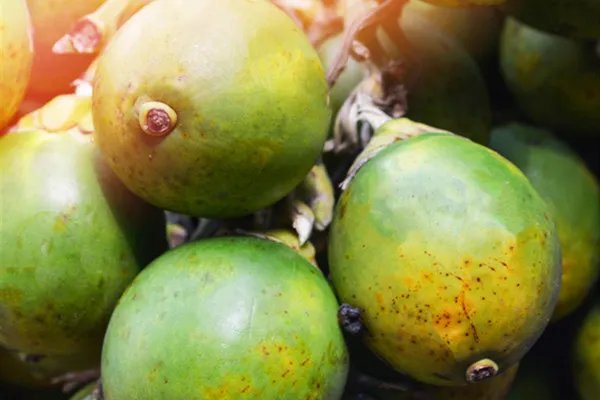 槟榔的作用与功效