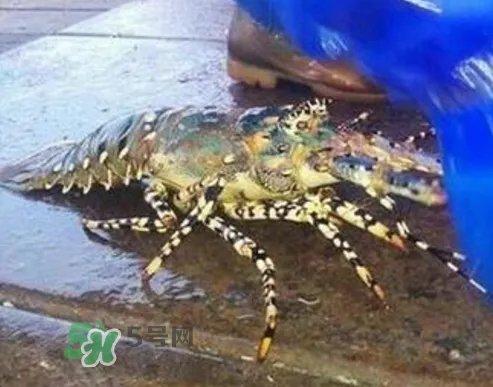 七彩神虾好吃吗？七彩神虾的营养价值