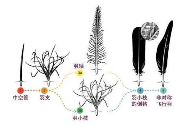 琥珀中发现了恐龙羽毛，那恐龙的外貌究竟是怎样的呢？