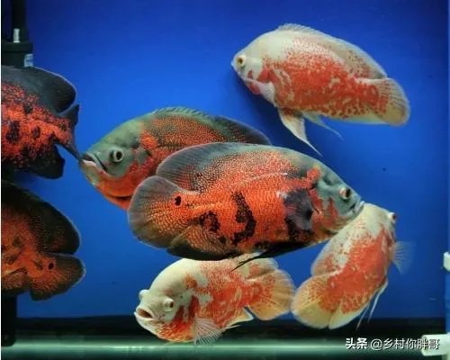 地图鱼怎样饲养？好样吗？有什么常见病？如何解决？