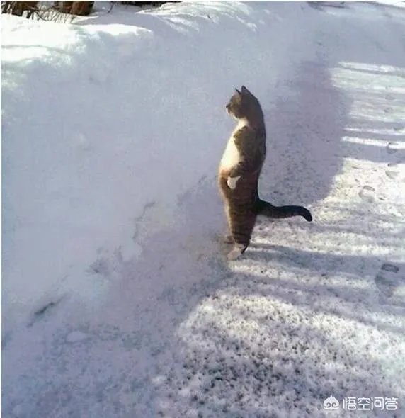 猫为什么可以站着？