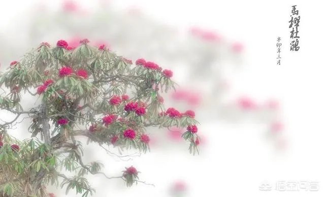 贵州毕节周边有哪些踏青赏花的地方？