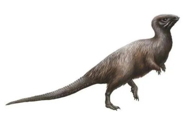 琥珀中发现了恐龙羽毛，那恐龙的外貌究竟是怎样的呢？