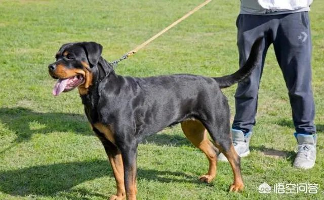 为什么罗威纳很少有人养？