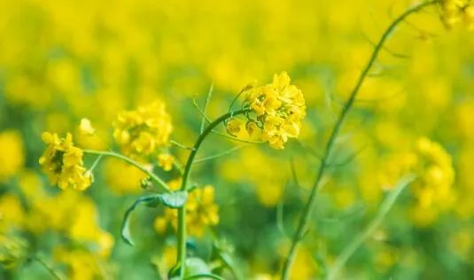 2021全国赏花地图出炉 2021国内赏花踏青的好去处