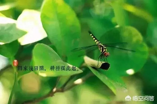 惊蛰是什么意思?