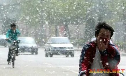 南京满天飞的“毛絮”竟是长着白毛的虫子！