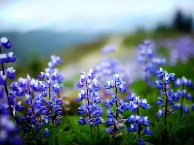 为什么《鲁冰花》是禁歌?