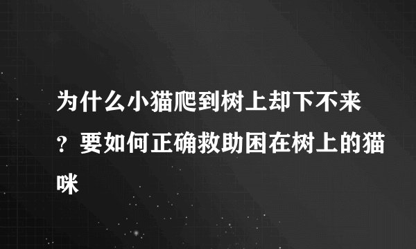 为什么小猫爬到树上却下不来？要如何正确救助困在树上的猫咪