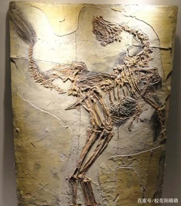 琥珀中发现了恐龙羽毛，那恐龙的外貌究竟是怎样的呢？