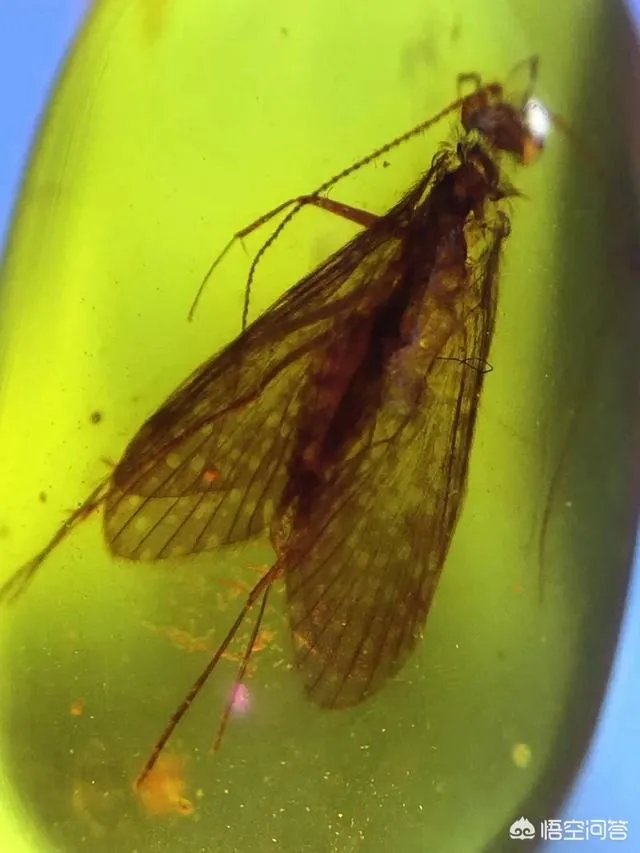 缅甸琥珀是最硬的琥珀吗?缅甸琥珀有什么特点?