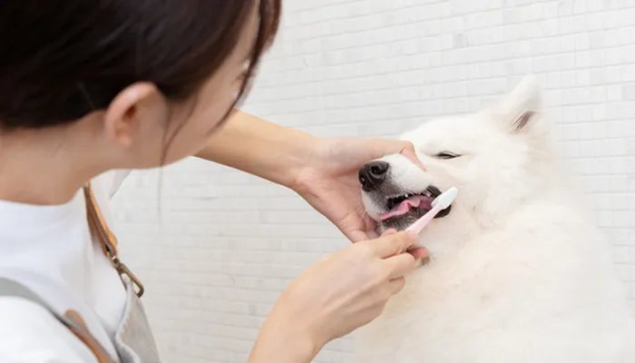 像孙红雷的狗叫什么 像孙红雷的狗叫什么啊