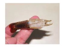 学做小龙虾，有不错的师傅吗