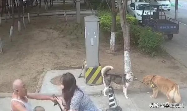 女子路边树上拴狗没让儿童靠近,老人骑车猛撞狗主人,你怎么看?