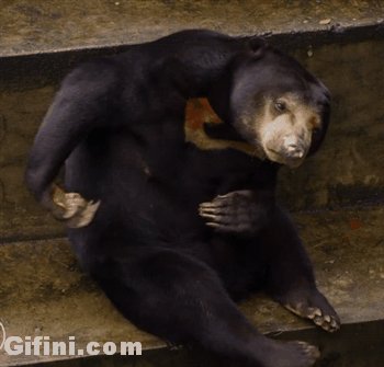 每天都帮他撸的好辛苦 周末劲爆欢乐动态图赏