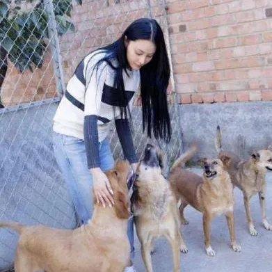 张馨予训狗惨被咬了吗？