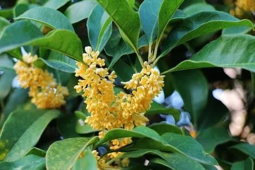 金的笔顺是什么