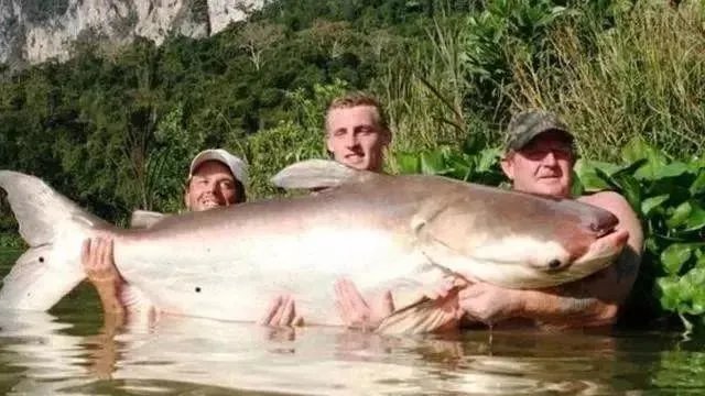 世界最大的鲶鱼都有哪些？