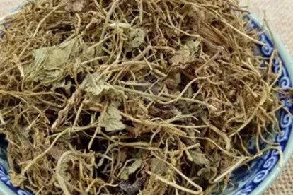 草药满天星图片