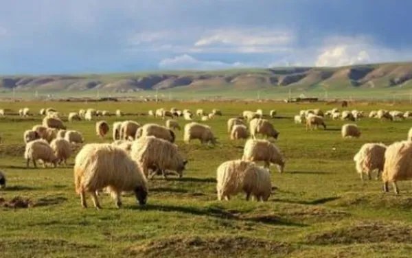 蒙古国为何想把捐赠的羊送给湖北?