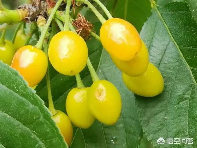 如何看待张丹峰工作室的回应？