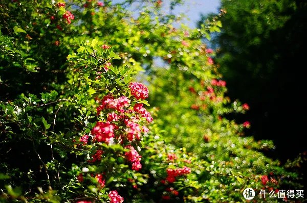 Contax G1 胶片相机:记录旅途的点点滴滴