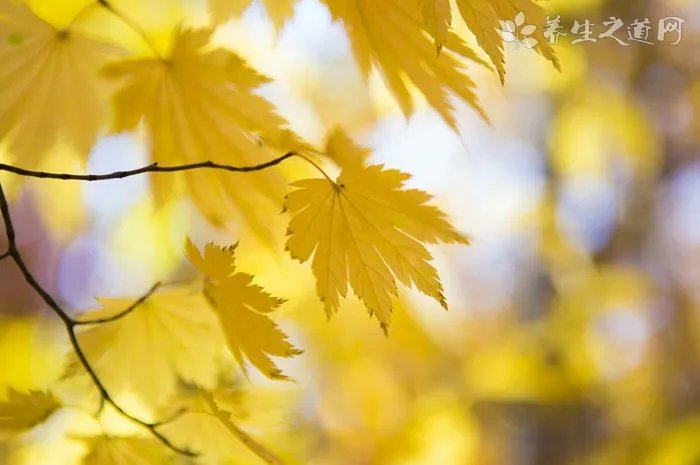 狗的象征意义是什么