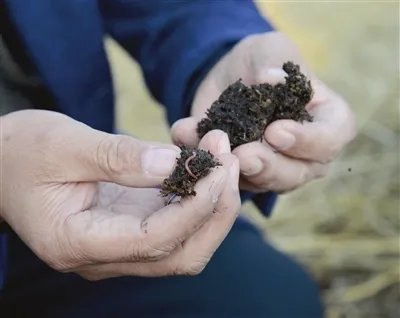 台东一小学现大量蚯蚓，遍布小学操场跑道，这些蚯蚓究竟从何而来？