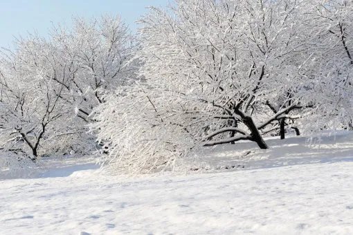 关于雪的诗有哪些？