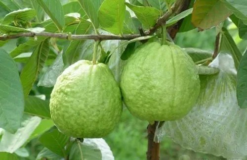 芭乐图片欣赏 芭乐吃法和功效