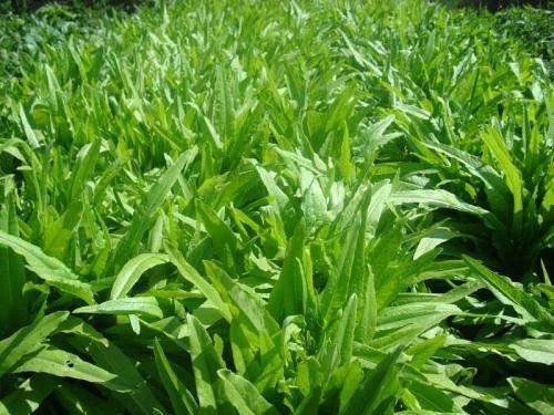 春分要吃什么东西