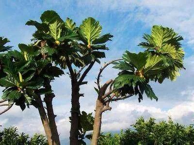 面包树的女人的角色介绍