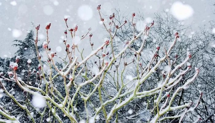 寒潮为啥总爱周末来 寒潮来袭有什么时间规律吗