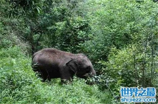 游客遭野象攻击，是去旅游还是去送命 